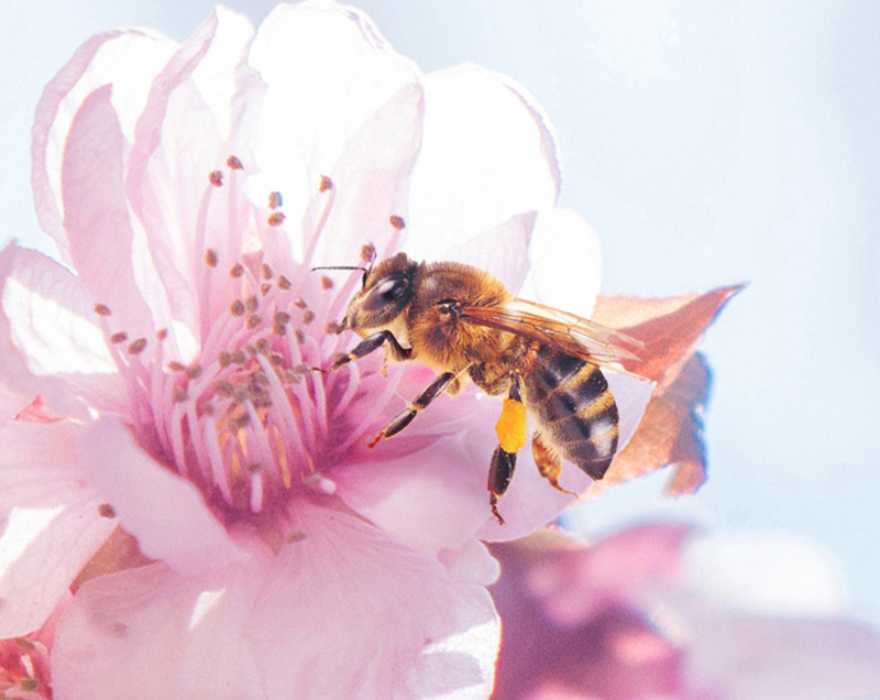 蒙阴巩氏蜜蜂园